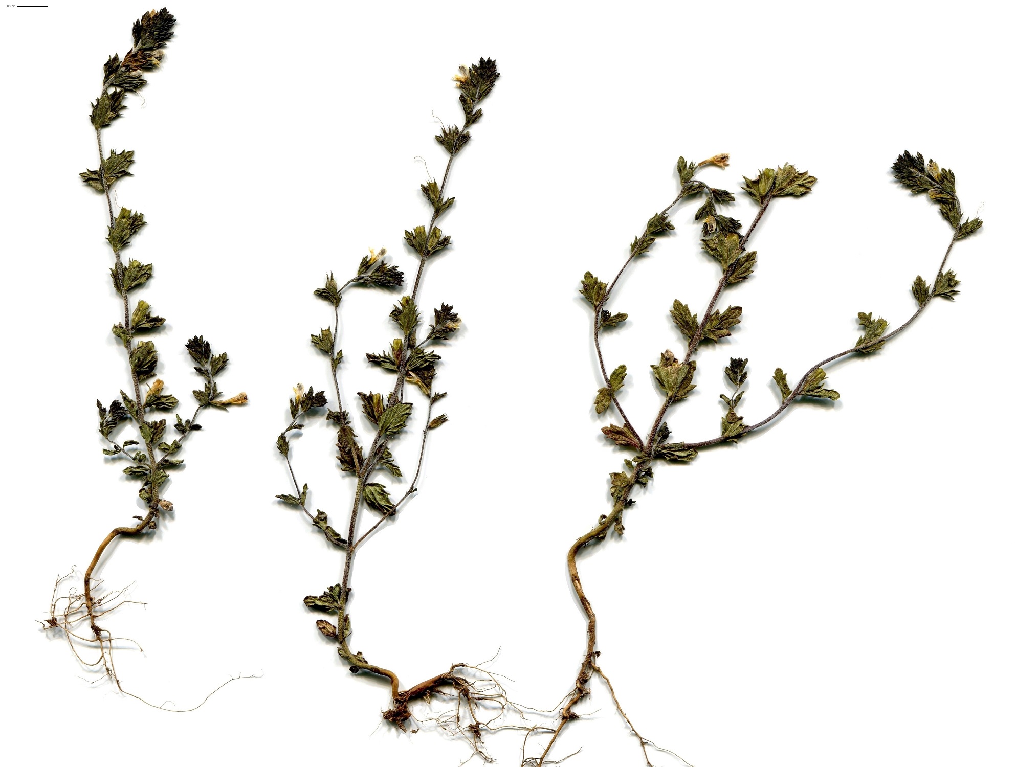 Euphrasia nemorosa (Orobanchaceae)